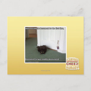 Katzenkatze, leicht desorientiert postkarte