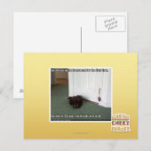 Katzenkatze, leicht desorientiert postkarte (Vorne/Hinten)