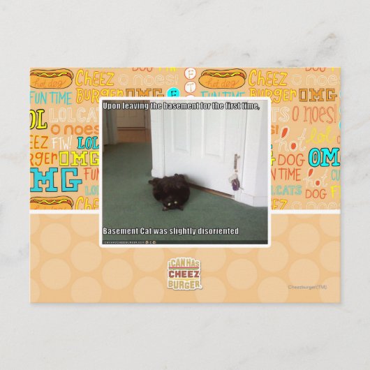 Katzenkatze, leicht desorientiert postkarte (Vorderseite)