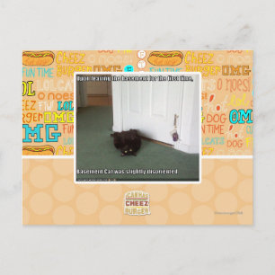 Katzenkatze, leicht desorientiert postkarte