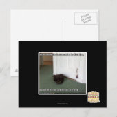 Katzenkatze, leicht desorientiert postkarte (Vorne/Hinten)