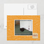 Katzenkatze, leicht desorientiert postkarte (Vorne/Hinten)
