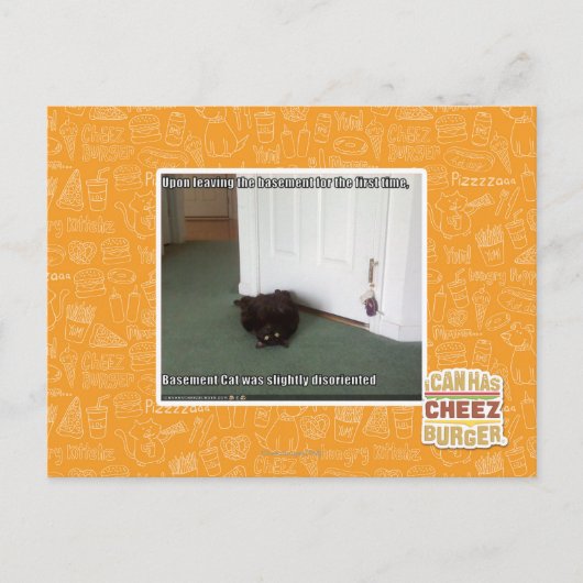 Katzenkatze, leicht desorientiert postkarte (Vorderseite)