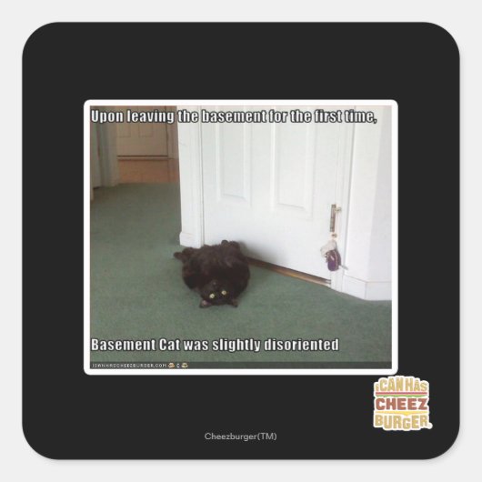 Katzenkatze, leicht desorientiert quadratischer aufkleber (Vorderseite)