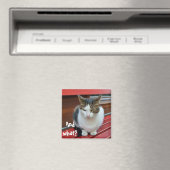 Katzenkatze Magnet (In Situ (Geschirrspüler))