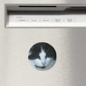 Katzenkatze Magnet (In Situ (Geschirrspüler))