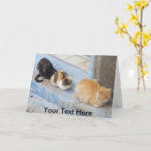 Katzenkatzen, Chefchaoue, Marokko Karte (Gelbe Blume)