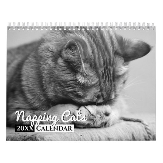 Katzenkatzen Foto-Wandkalender Kalender (Titelbild)