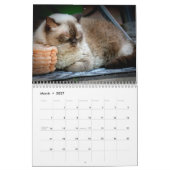Katzenkatzen Foto-Wandkalender Kalender (Mär 2027)