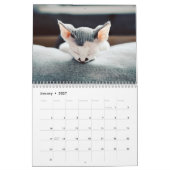 Katzenkatzen Foto-Wandkalender Kalender (Jan 2027)
