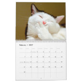 Katzenkatzen Foto-Wandkalender Kalender (Feb 2027)