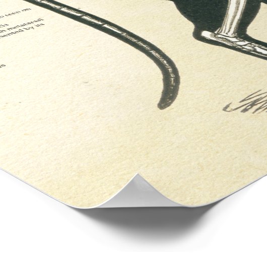 Katzenkelettanatomie Poster (Ecke)