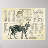 Katzenkelettanatomie Poster (Vorne)