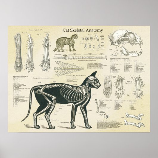 Katzenkelettanatomie Poster (Vorne)