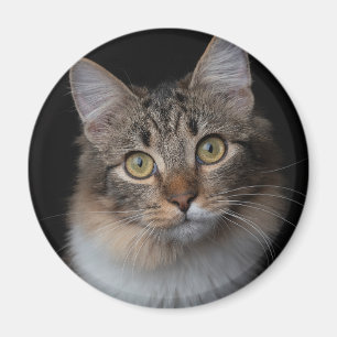 Katzenknopf Magnet