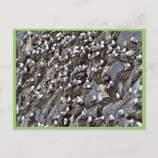 Kätzenkolonie Postkarte (Vorderseite)