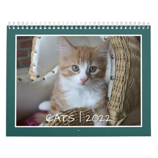 Katzenlebenskalender Kalender (Titelbild)