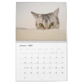 Katzenlebenskalender Kalender (Jan 2027)