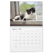 Katzenlebenskalender Kalender (Feb 2027)