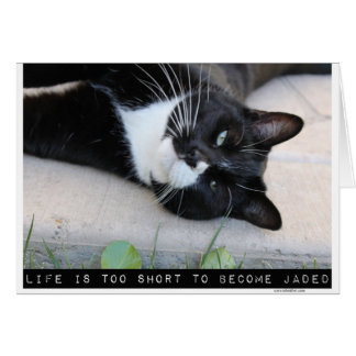 Katzenleere Anmerkung darf nicht durch Jaded Motiv