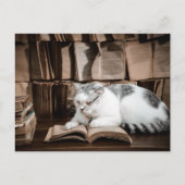 Katzenlesen in Brille Postüberqueren Postkarte (Vorderseite)