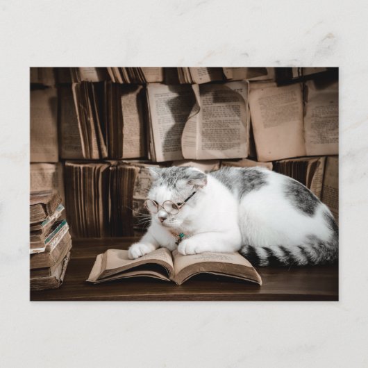 Katzenlesen in Brille Postüberqueren Postkarte (Vorderseite)