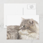 Katzenliegen Postkarte (Vorne/Hinten)