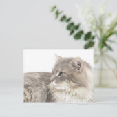 Katzenliegen Postkarte (Stehend Vorderseite)