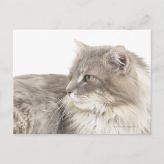 Katzenliegen Postkarte