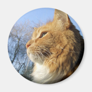 Katzenmagnet der blauen Himmel Magnet