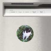Katzenmagnet Magnet (In Situ (Geschirrspüler))