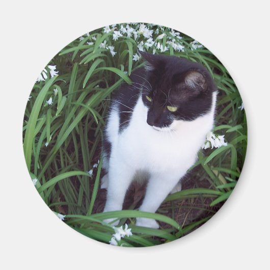 Katzenmagnet Magnet (Vorne)