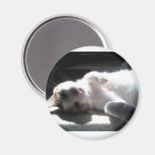 Katzenmagnet Magnet (Vorderseite/Rückseite)