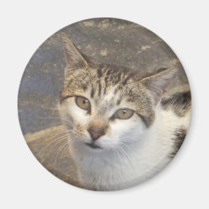 Katzenmagnet Magnet