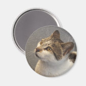 Katzenmagnet Magnet (Vorderseite/Rückseite)