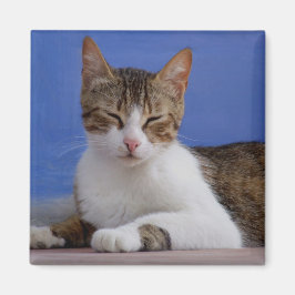 Katzenmagnete Magnet