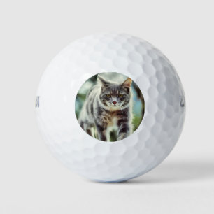Katzenmalerei Golfball
