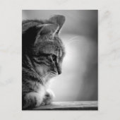 Katzenmeditation Schwarz/Weiß Postkarte (Vorderseite)