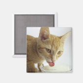 Katzenmilch Magnet (Vorderseite/Rückseite)