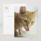 Katzenmilch Postkarte (Vorne/Hinten)