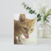 Katzenmilch Postkarte (Stehend Vorderseite)