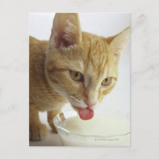 Katzenmilch Postkarte