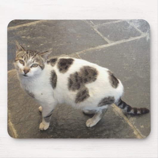 Katzenmousepad Mousepad (Vorne)
