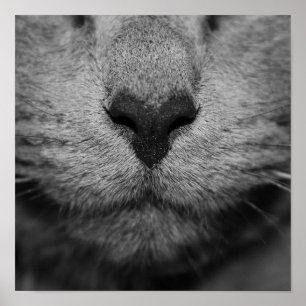 KATZENNASE IN SCHWARZ-WEISS POSTER
