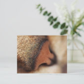 Katzennase Postkarte (Stehend Vorderseite)