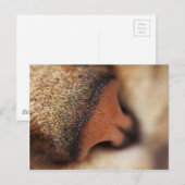 Katzennase Postkarte (Vorne/Hinten)