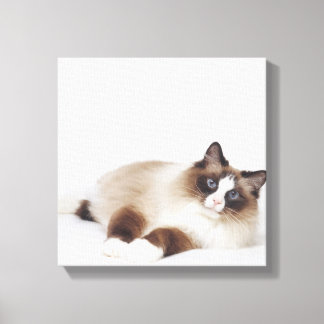 Katzenneuerung Leinwanddruck