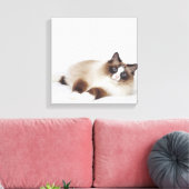 Katzenneuerung Leinwanddruck (Insitu (Wohnzimmer))