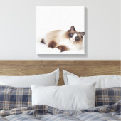 Katzenneuerung Leinwanddruck (Insitu (Schlafzimmer))