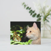Katzenneugierigkeit Postkarte (Stehend Vorderseite)